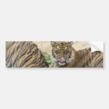 Tiger Cubs Bumper Sticker