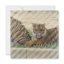 Tiger Cubs Invitation