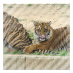 Tiger Cubs Invitation