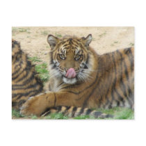 Tiger Cubs Postcard