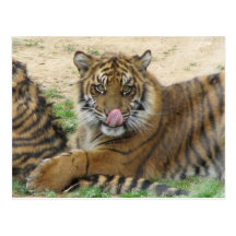 Tiger Cubs Postcard