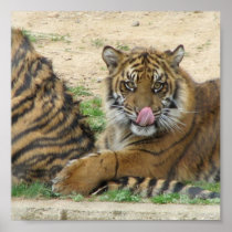 Tiger Cubs Poster Print