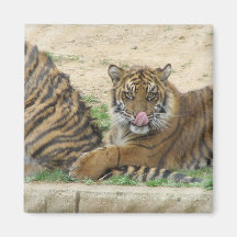 Tiger Cubs Square Magnet