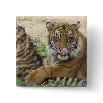 Tiger Cubs  Square Pin