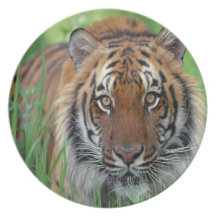 Tiger Dinner Plates