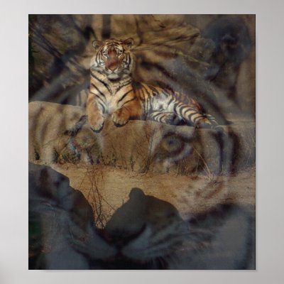 Tiger Doubletake Poster