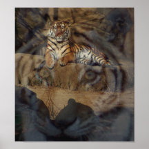 Tiger Doubletake Poster
