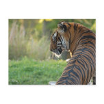 Tiger drinking water on a hot day postcards