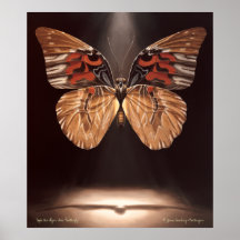 Tiger Face Butterfly Poster