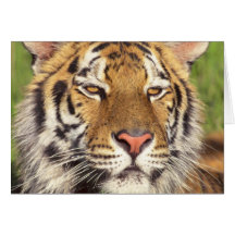 Tiger Face Greeting Cards