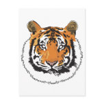 Tiger Face postcards