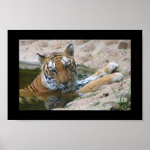 tiger face poster