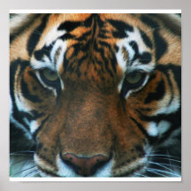 Tiger face poster