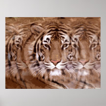 Tiger Face Poster Print