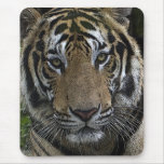 Tiger Face Up Close Mousepad