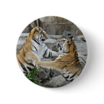 TIGER FIGHT - ACTION PHOTOGRAPH PINS