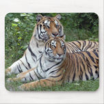 tiger-friends-b-1