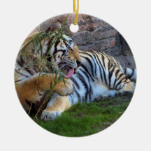 Tiger Grooming Christmas Tree Ornament