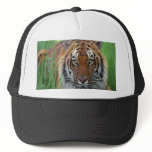 Tiger hats