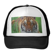 Tiger Hats