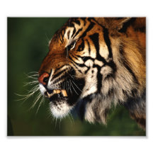 Tiger Head Close Up Photo