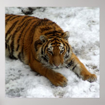 Tiger in the Snow Print