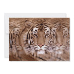 Tiger Invitation