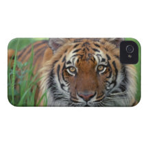 Tiger iPhone 4 Case-Mate Cases