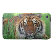 Tiger iPod Case-Mate Cases