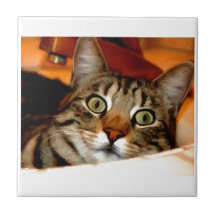 Tiger Kitty Ceramic Tiles