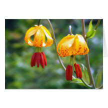 Tiger Lillies Greeting Card