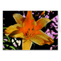 Tiger Lilly 2 cards