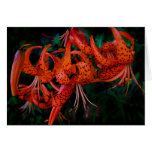 Tiger Lilly cards