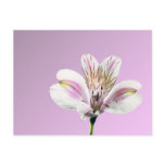 Tiger Lilly postcards