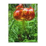 Tiger Lily 01 Postcard