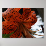 Tiger Lily 7x5 Poster