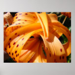 TIGER LILY ART PRINT Master Gardener Gifts Artwork