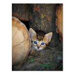 Tiger Lily Postcard