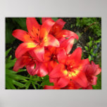 Tiger Lily posters