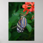 Tiger Longwing Art Poster