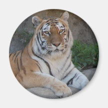 Tiger Love Fridge Magnets