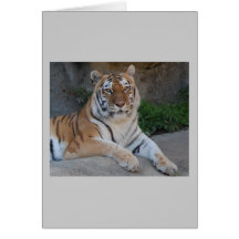 Tiger Love Greeting Cards