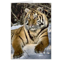Tiger Lovers Art Gifts Cards