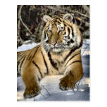 Tiger Lovers Art Gifts Postcards