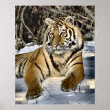 Tiger Lovers Art Gifts Posters