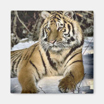 Tiger Lovers Art Gifts Refrigerator Magnet