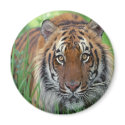 Tiger magnets