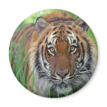 Tiger magnets