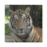 Tiger Magnet