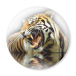 Tiger Refrigerator Magnets